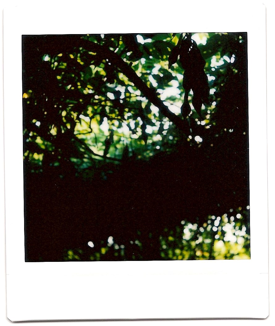 Overhead vines in the Taliesin garden