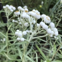 Pearl Everlasting was a favorite, long-lasting wildflower collected at Taliesin. It is the plant Wright, for some reason, called antimony.