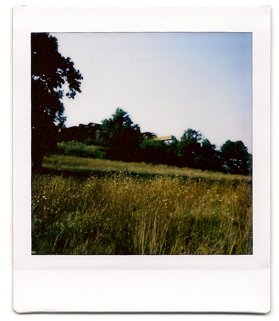 Taliesin across a field of corn