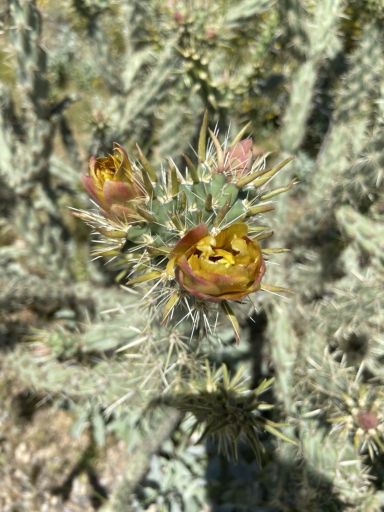 Cactus beginning to bloom